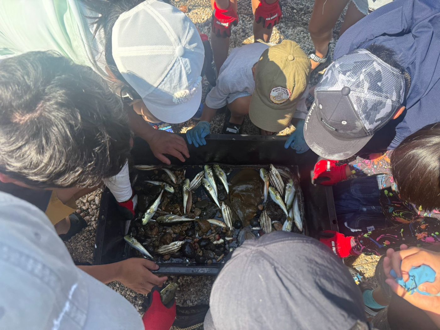 海でとれた魚を囲んでのぞきこむ子どもたち